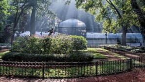 Un jardín con cerramiento metálico, árboles y una estructura de invernadero.