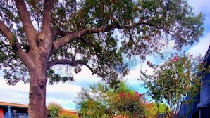 A landscaped outdoor area with a large tree, a pathway, and a building in the background.