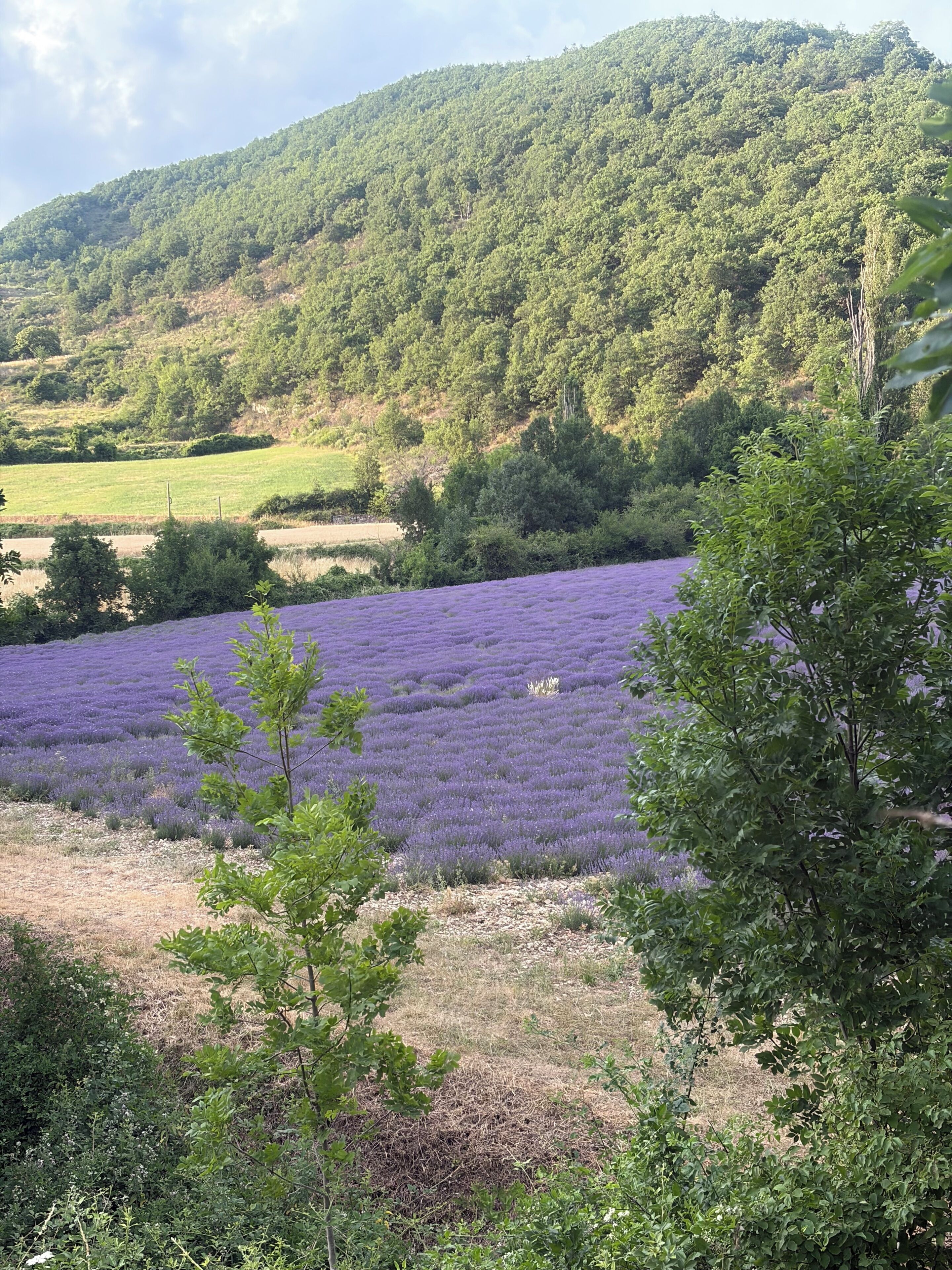 Un camp de lavanda amb un turó boscós al fons.
