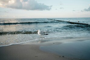A beach scene with a seagull walking on the sand near the water. - Luxury apartment with water view in Loddin (Kamphof)