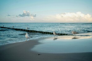 Una playa con gaviotas, mar tranquilo y un muelle de madera.