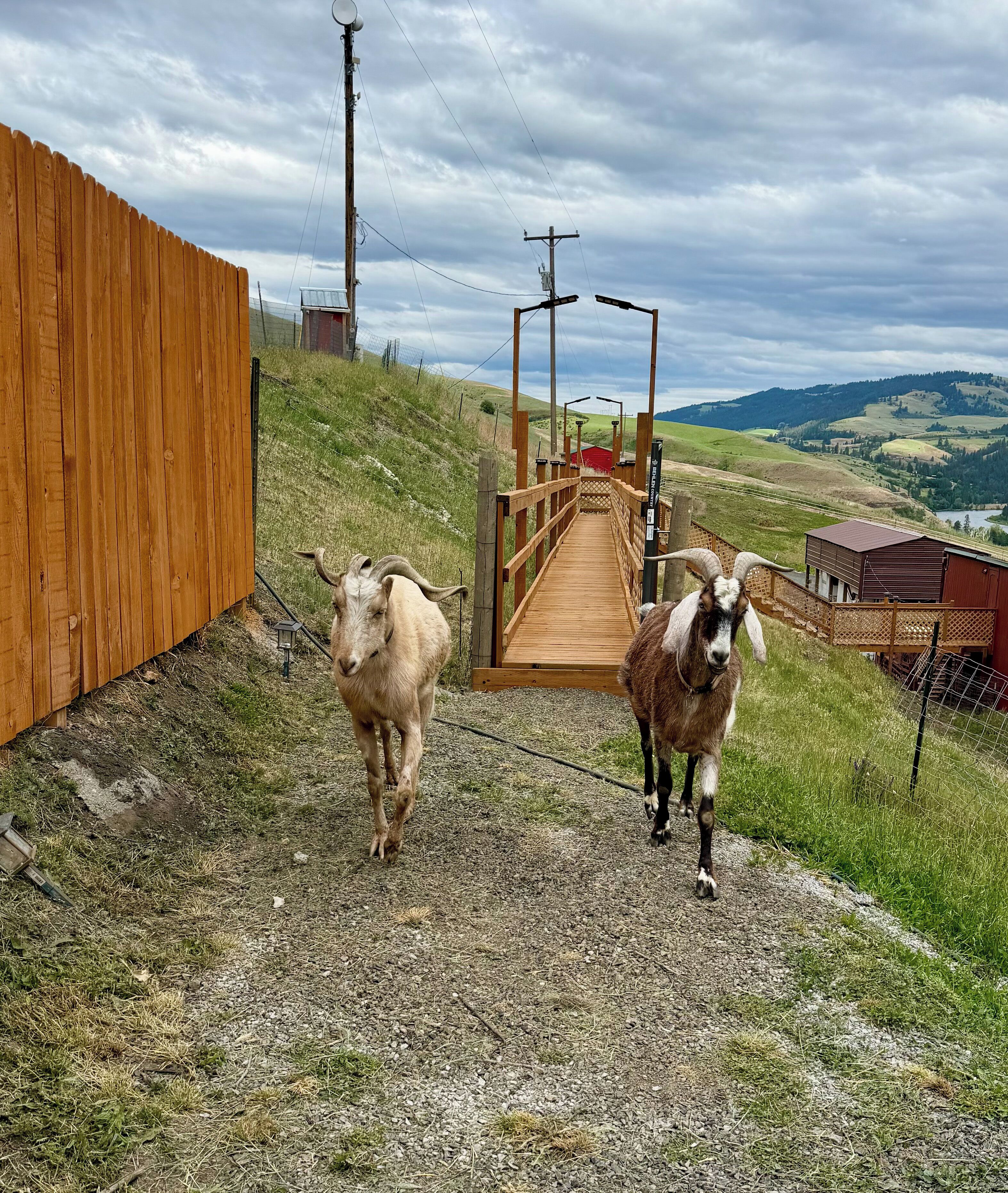 A wooden bridge leading to a building with a metal roof, surrounded by a fence and a grassy hill.