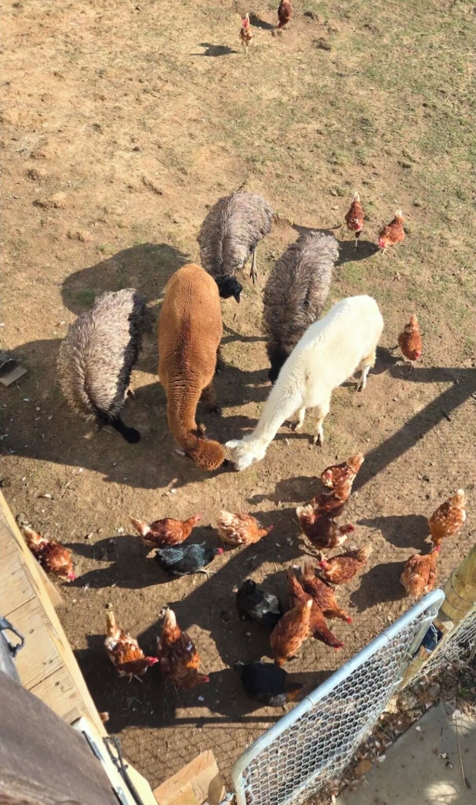 Une cour de ferme abritant divers animaux, notamment des moutons et des poulets.