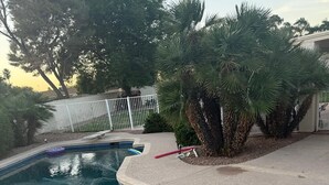 Ein Pool mit geschwungener Kante, umgeben von einer Betonplattform und Palmen.