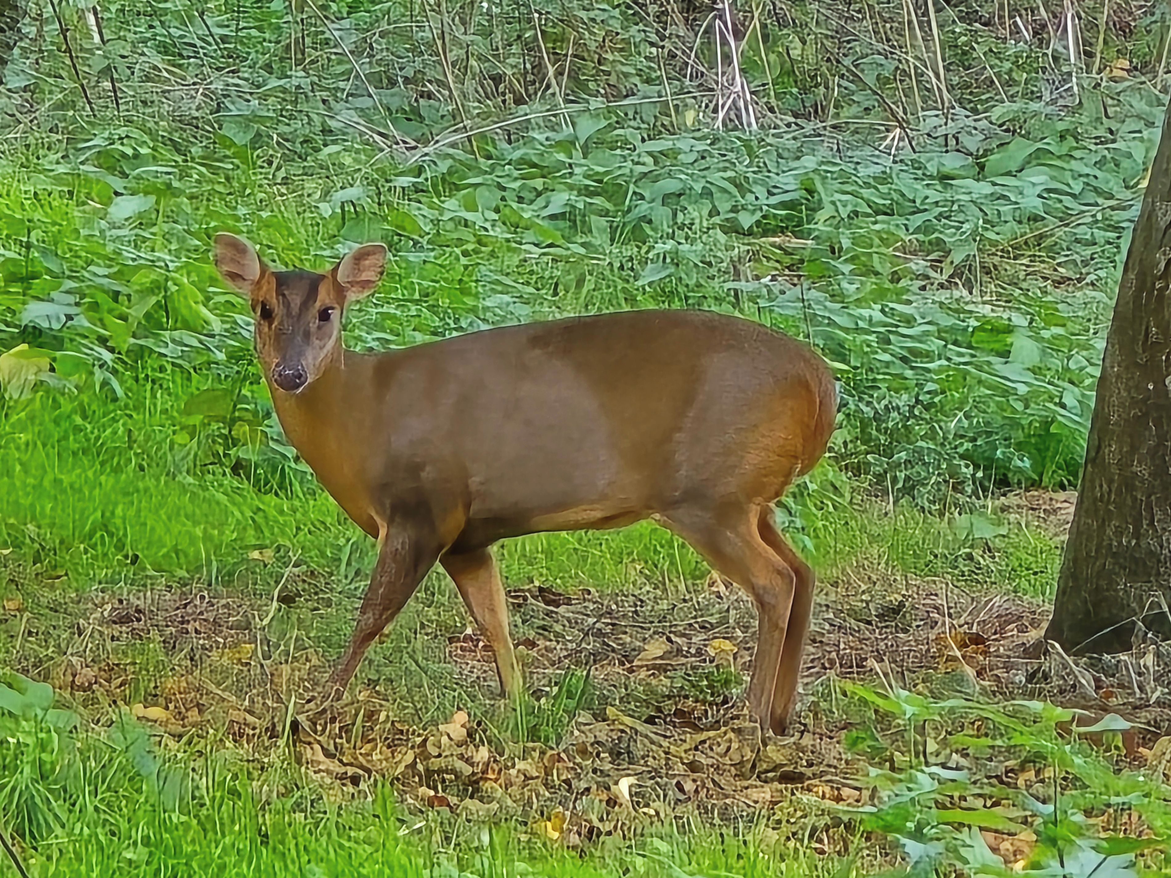 A deer in a natural setting with dense foliage and a tree trunk.