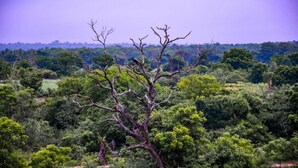 A landscape with a prominent tree in the foreground and dense greenery in the background.