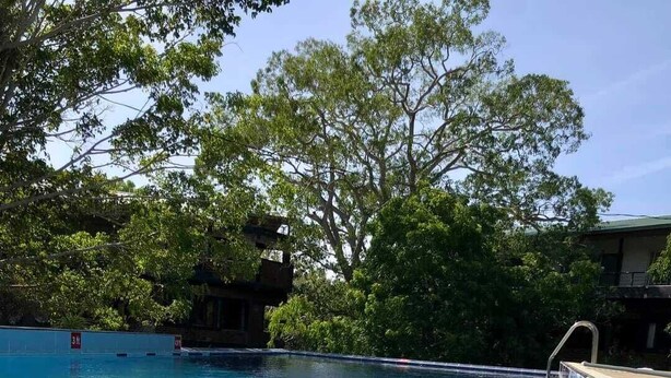 A clear swimming pool with a starfish decoration, surrounded by lush greenery and a building in the background.