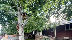 Un jardin avec un arbre, une mangeoire à oiseaux, une clôture en métal et une maison en arrière-plan.