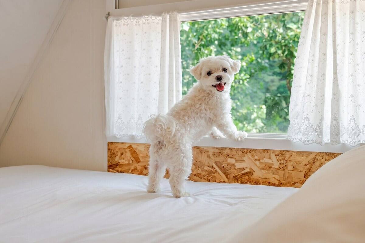 A white dog standing on a bed near a window with sheer curtains.