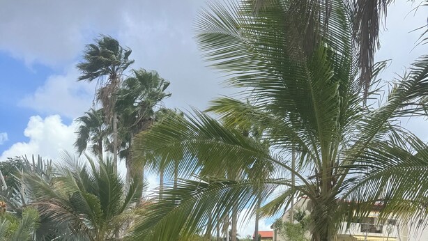 Un área junto a la piscina con sillones de descanso, una piscina con azulejos y palmeras.