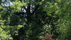 Un cadre extérieur paisible, avec une statue en pierre représentant une figure assise, entourée d’un paysage naturel composé d’arbres et d’un petit élément décoratif aquatique.