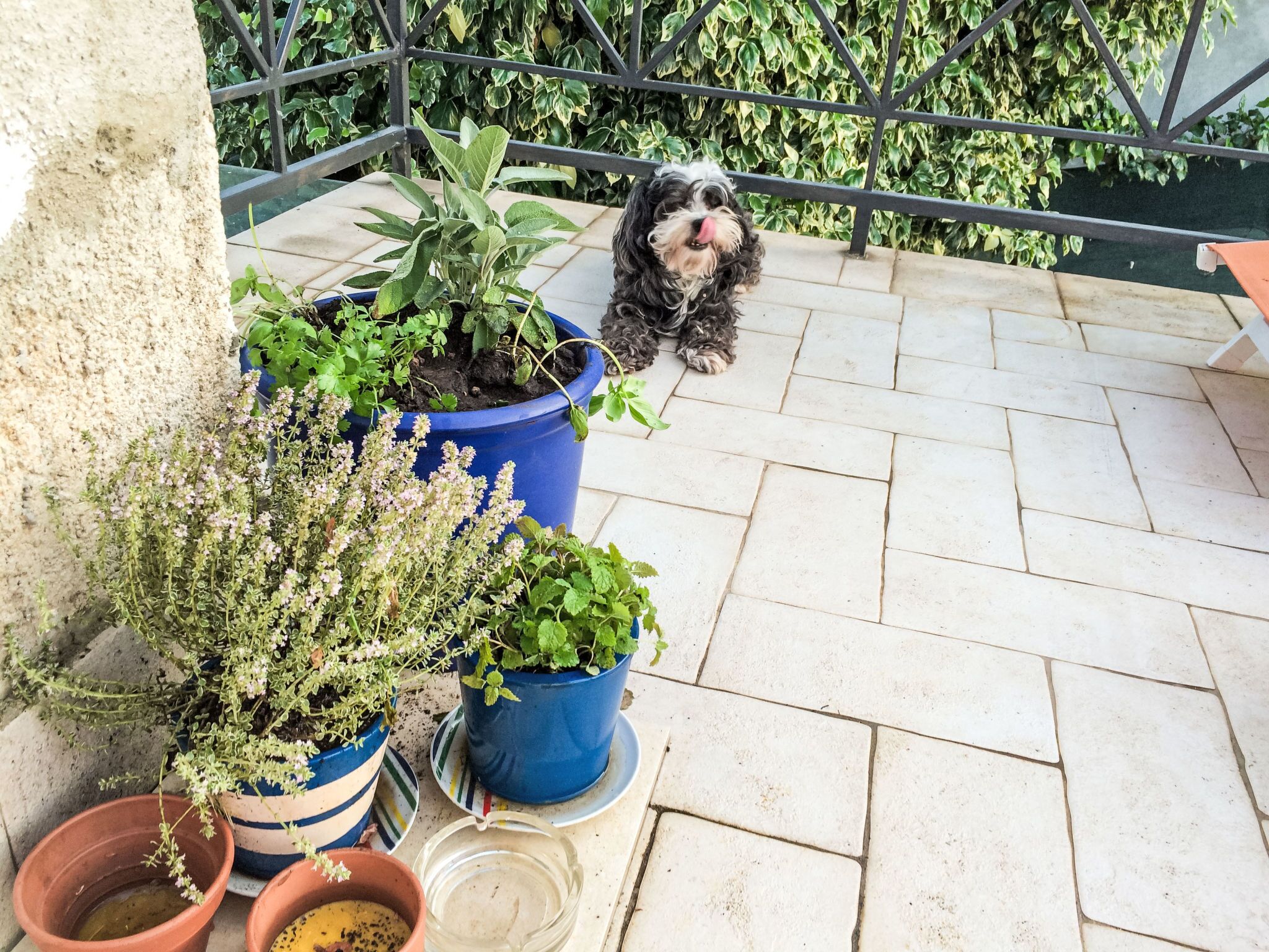 Ein Hund auf einer Terrasse mit Topfpflanzen und einem Metallgeländer.