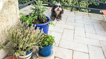 Ein Hund auf einer Terrasse mit Topfpflanzen und einem Metallgeländer.