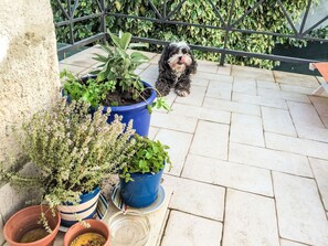 A dog on a patio with potted plants and a metal railing.
