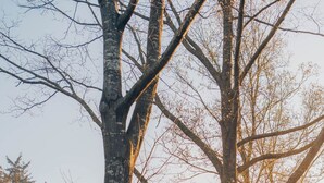 Un parc avec de grands arbres et une structure en bois.
