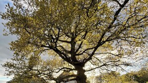 Ein Baum in einer grünen Rasenfläche, im Hintergrund ein Haus.