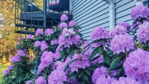 Een huis met een veranda, omringd door rhododendronstruiken.