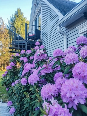 Property grounds - Villa Sabrina: A Serene 700 Sq Ft Studio on a 5.6-Acre Estate in Lagrangeville (Lagrangeville)