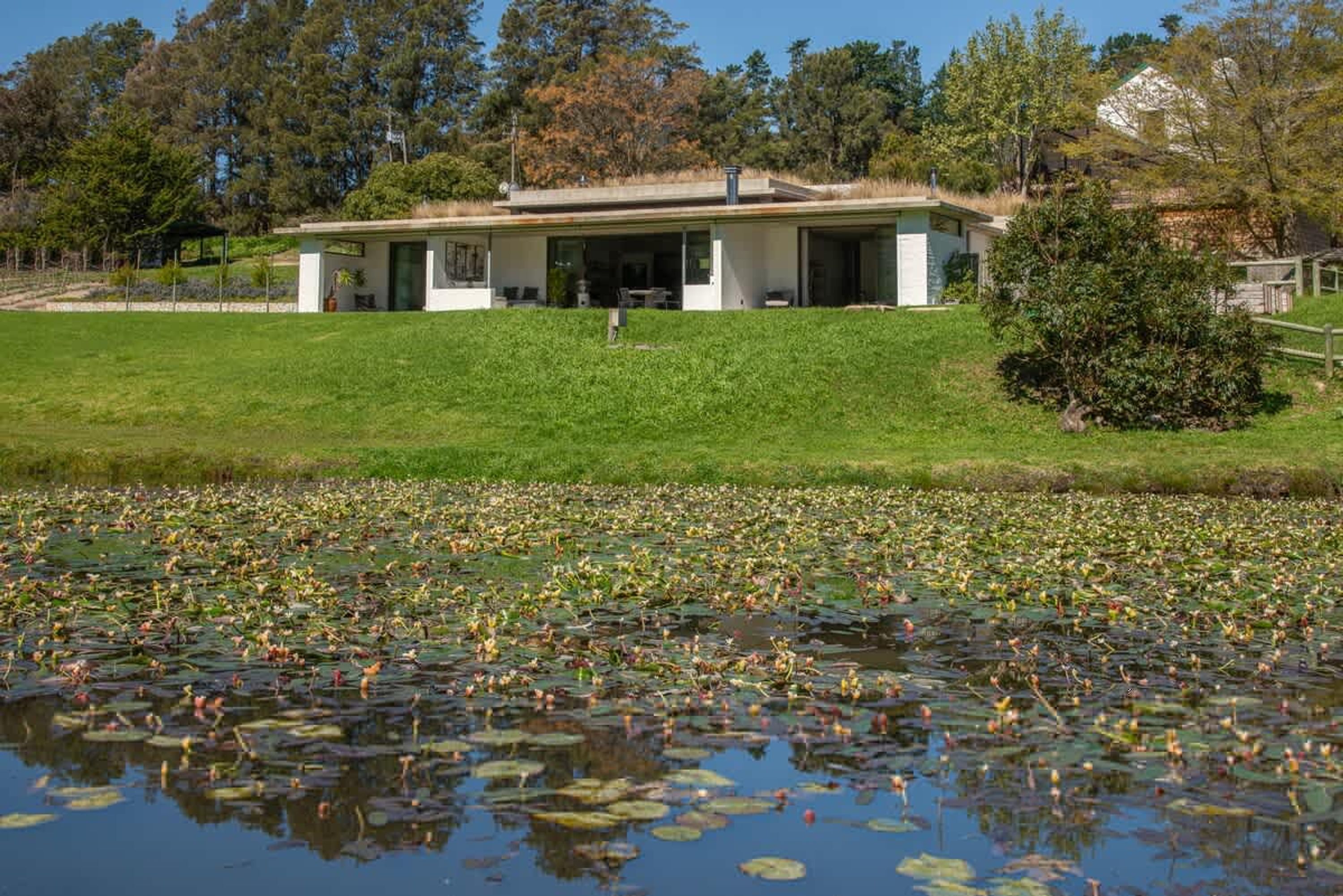 A modern house with a large lawn and a pond with lily pads.