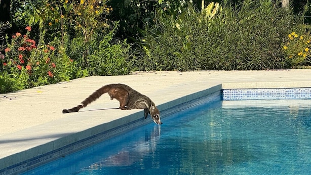 Eine Katze auf einem Beckenrand.