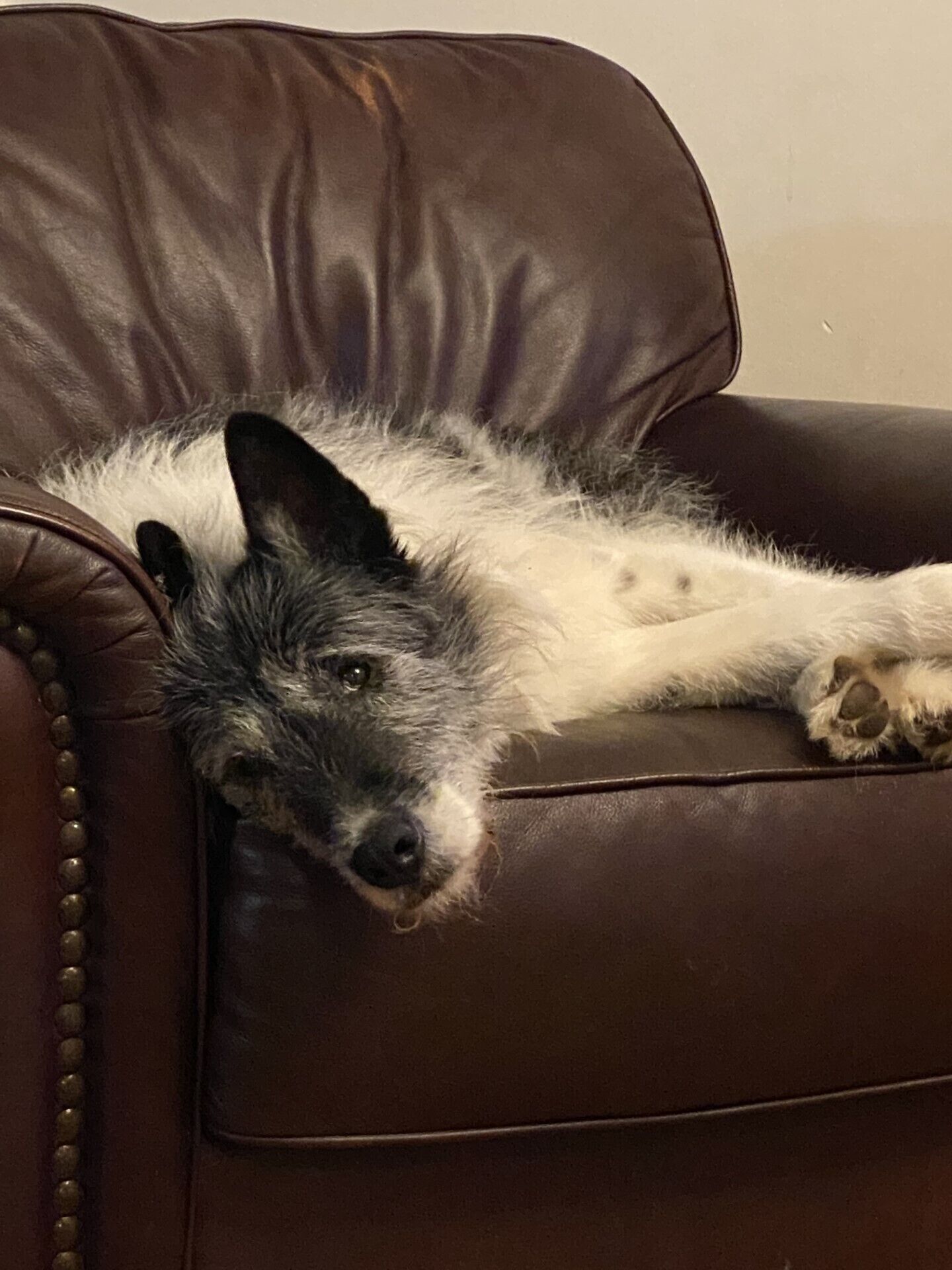 Un chien allongé sur un canapé en cuir marron.