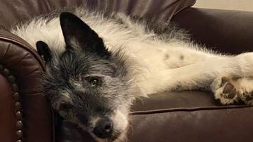 Un chien allongé sur un canapé en cuir marron.