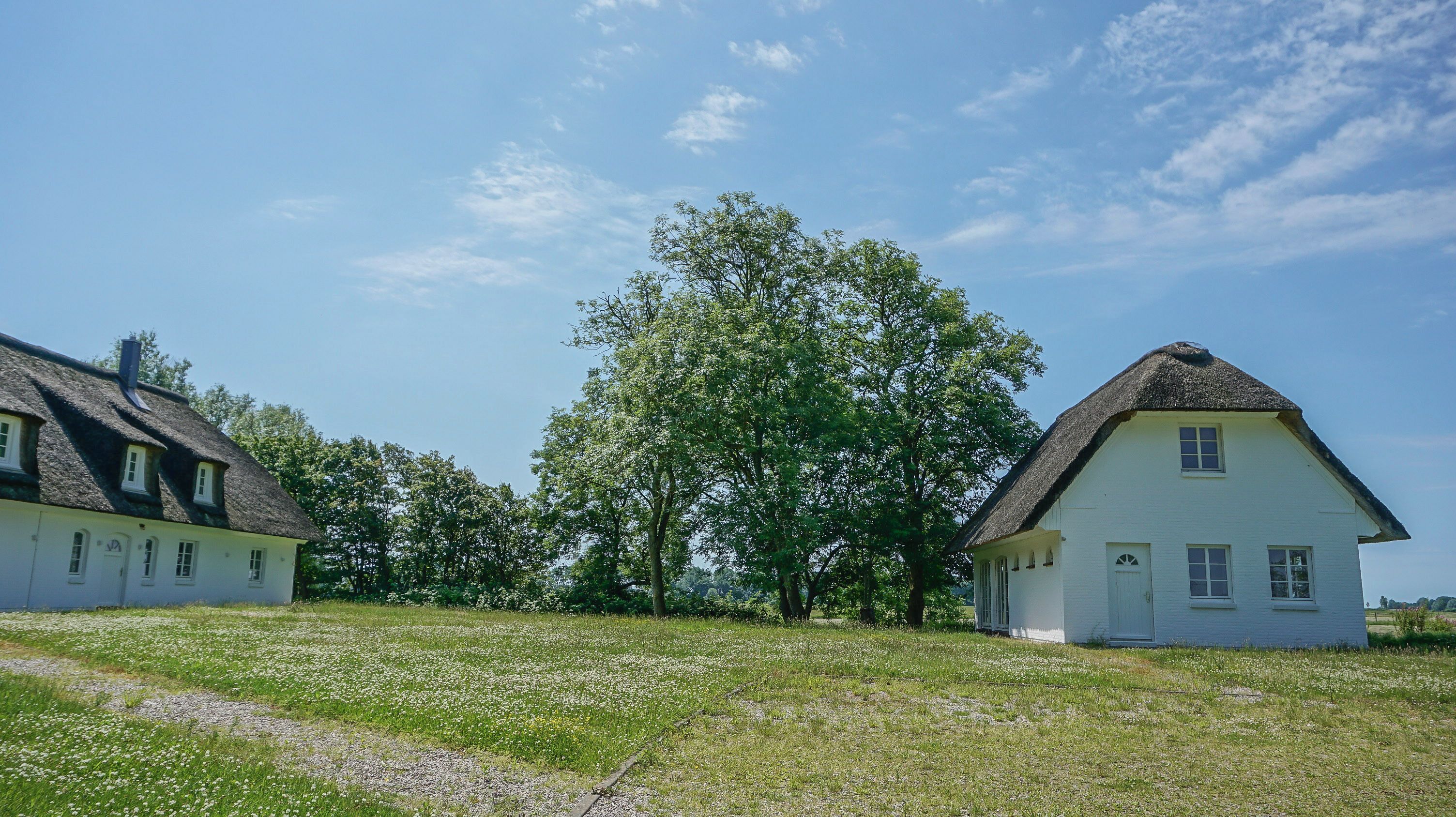 Zwei weiße Häuser mit Strohdächern und ein großer Baum dazwischen.