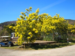 Ein Campingplatz mit einem Wohnwagen, einem Golfwagen und einem Baum mit gelben Blüten.