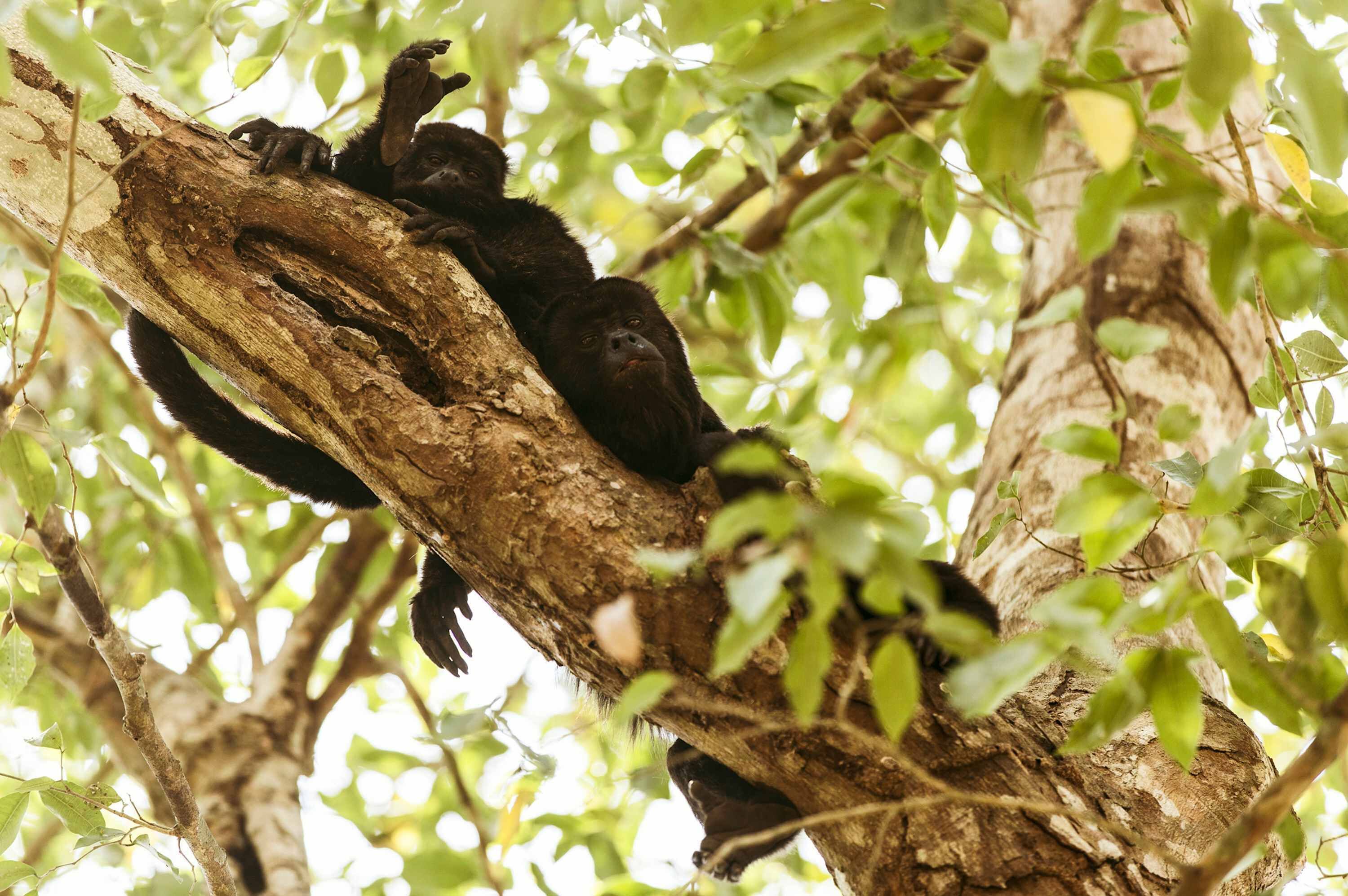 A tree with branches and leaves.
