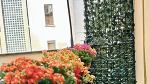 Un balcón con plantas en macetas y una pared verde cubierta de follaje.