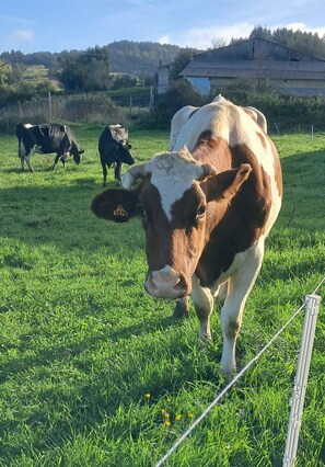 A grassy field with cows grazing, a fence, and a building in the background. - Holiday Home 'Gîte Les Glycines' (Auzon)