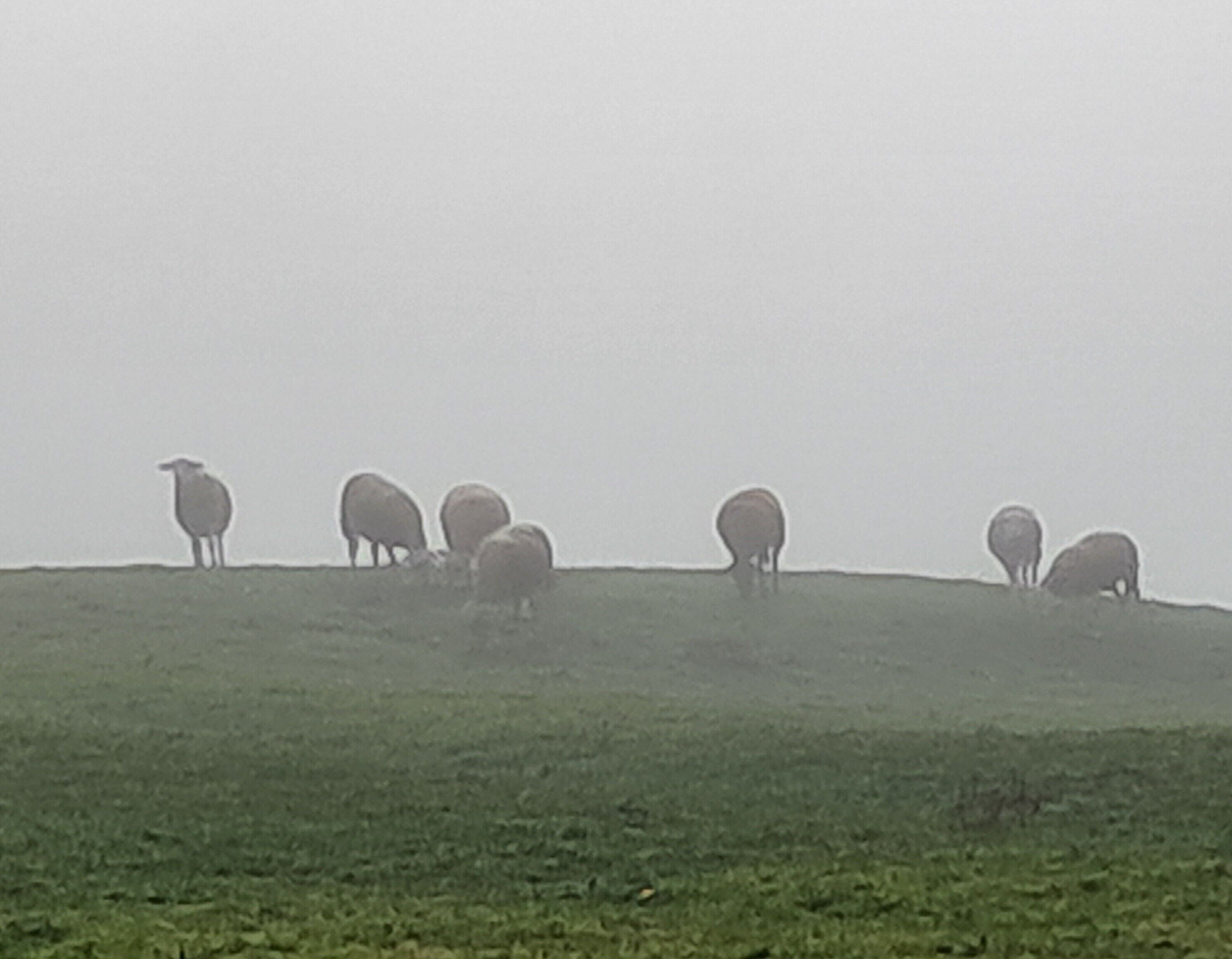 A grassy hill with sheep grazing.