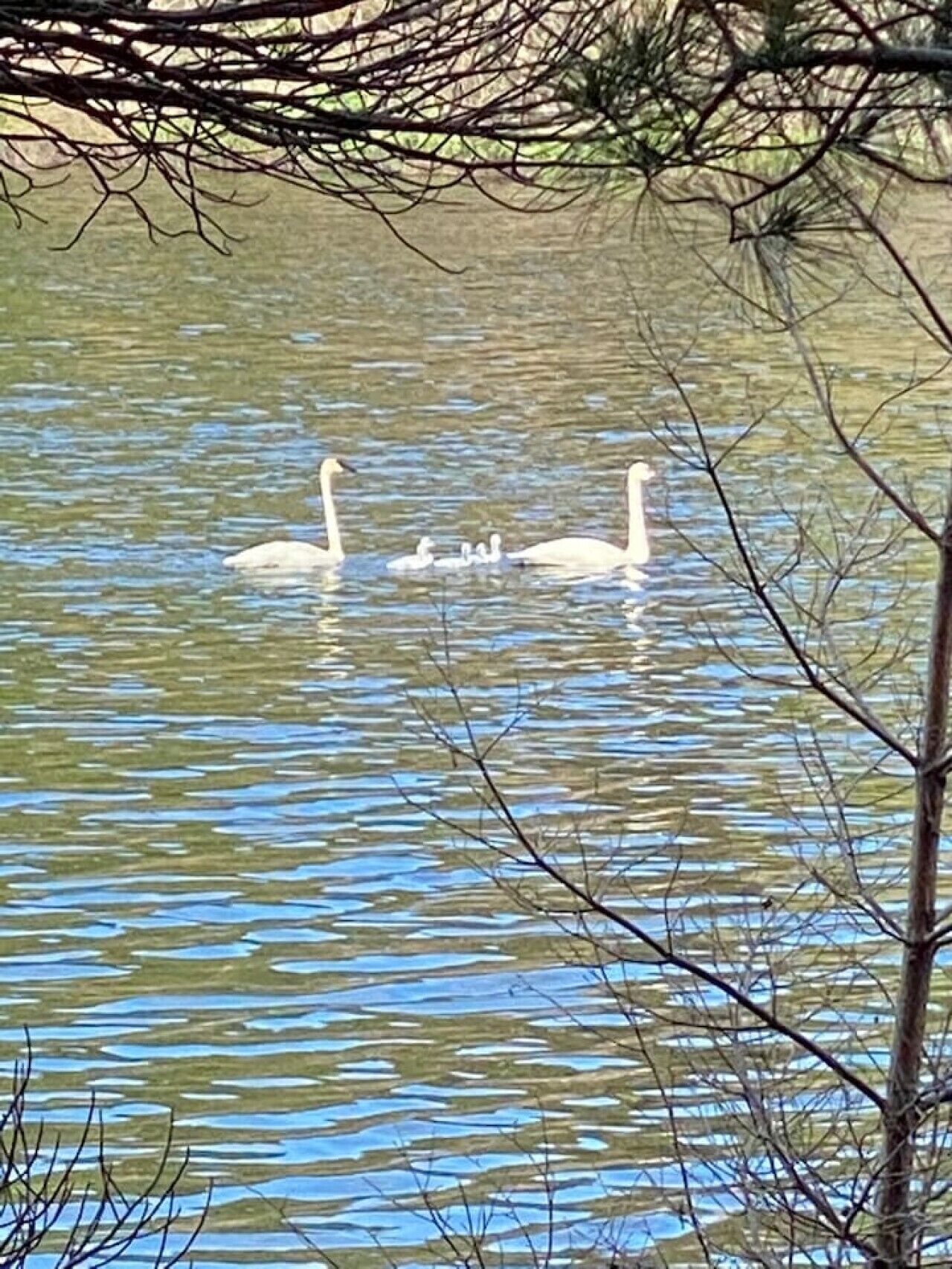 A calm body of water with swans and their cygnets.