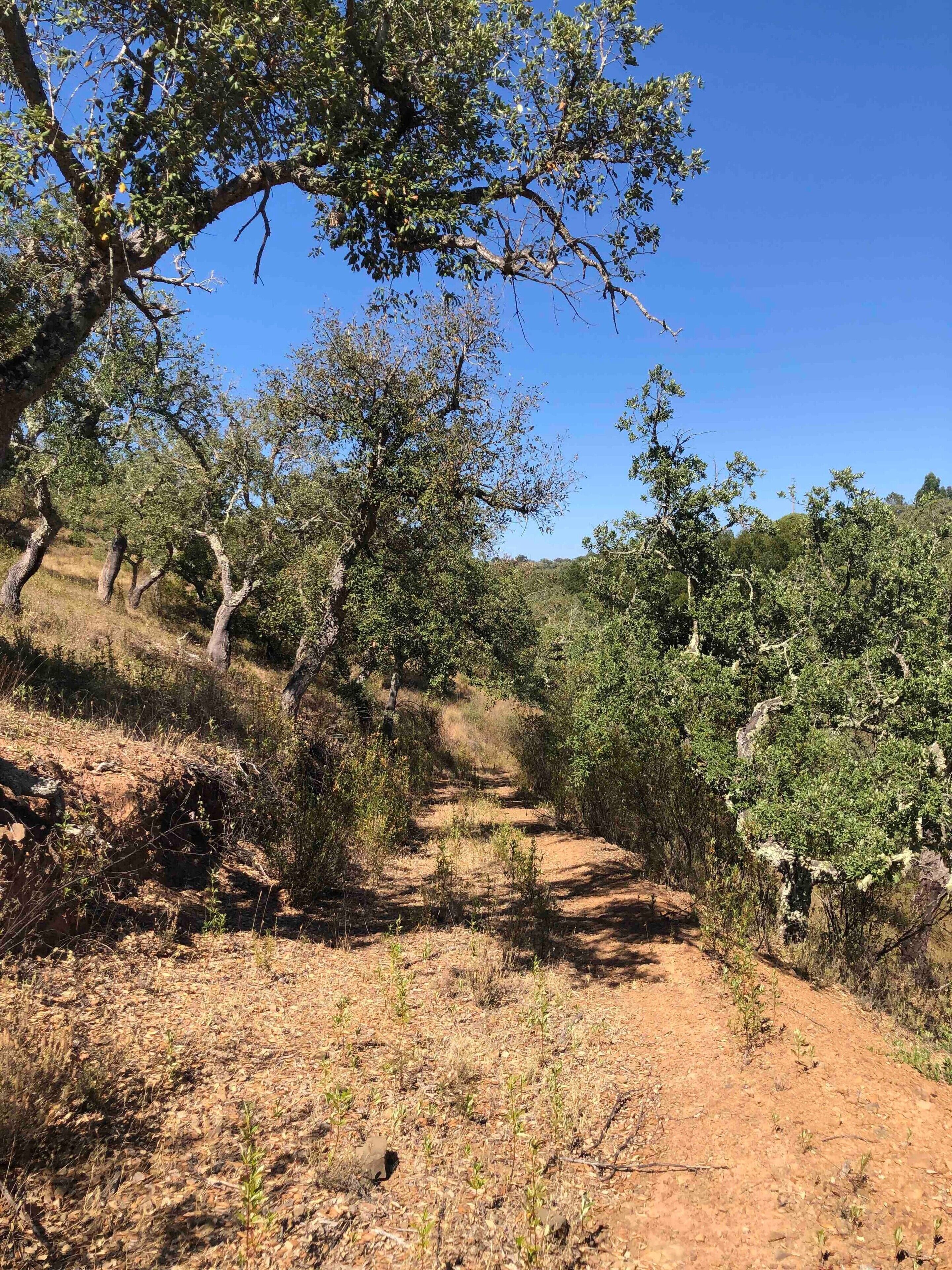 A dirt path surrounded by trees and shrubs.