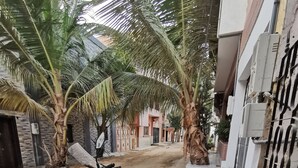A scooter parked on a tiled patio with palm trees and a brick wall in the background.