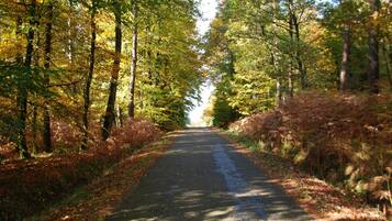 Une route asphaltée, bordée d’arbres au feuillage dense, qui s’étend à perte de vue.