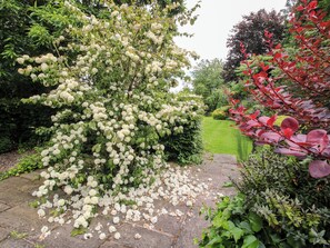 Ein Garten mit weißen blühenden Sträuchern, einem Kiesweg und verschiedenen Grünpflanzen.