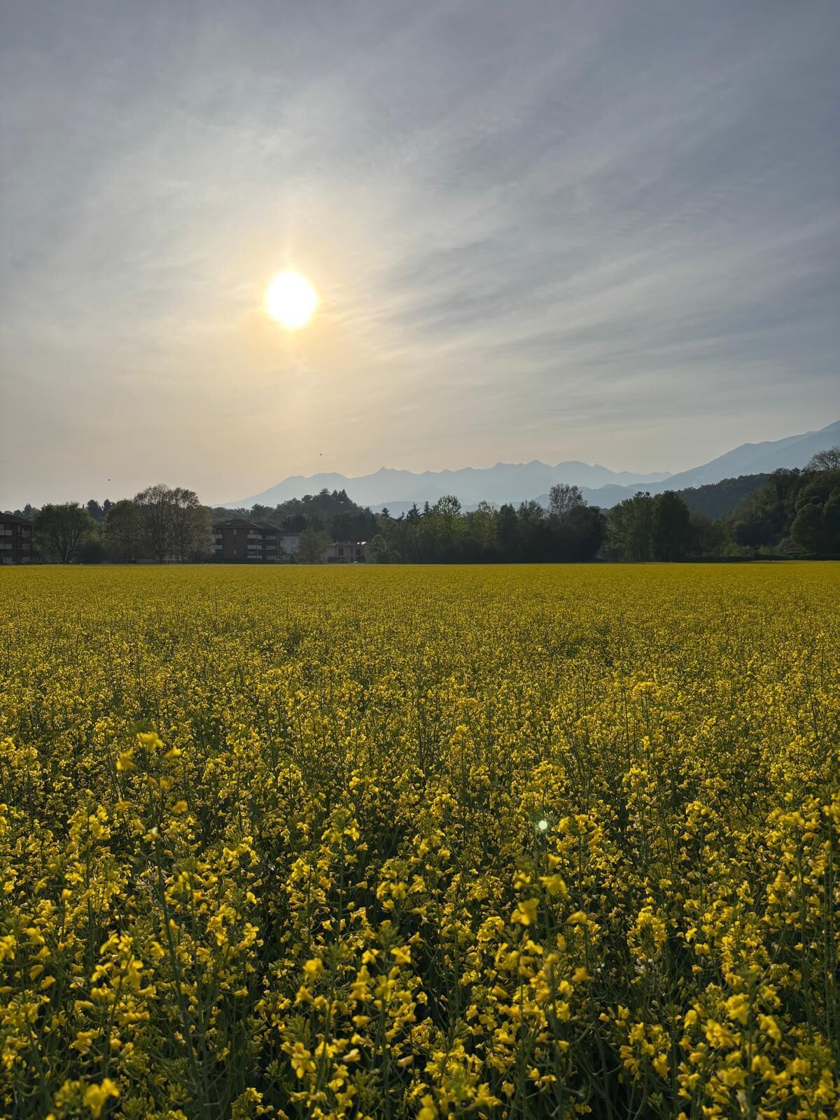 A field of yellow flowers with a sun in the background and mountains in the distance.