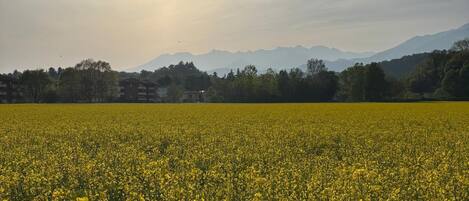A field of yellow flowers with a sun in the background and mountains in the distance.
