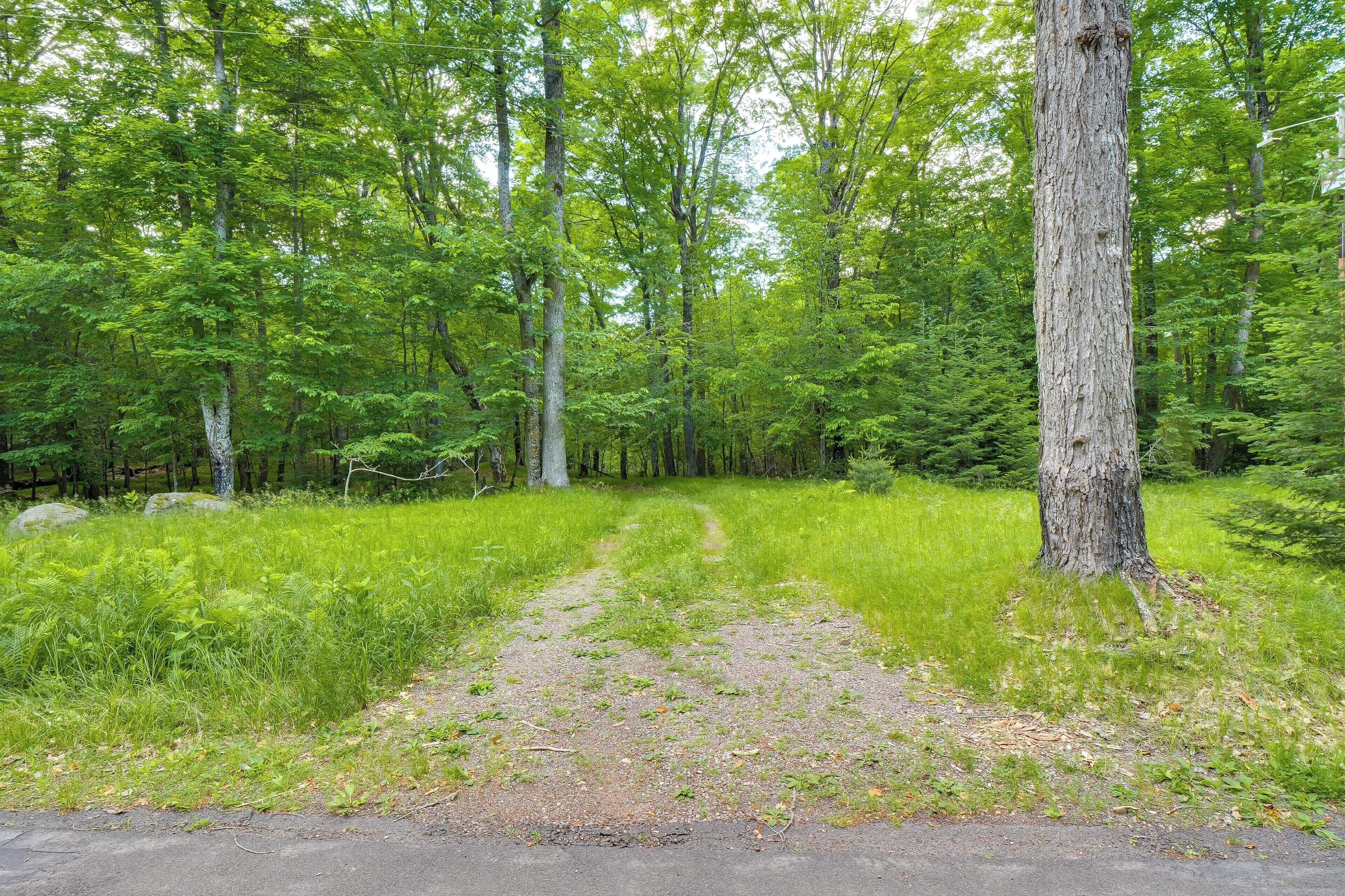 A forested area with a dirt path leading into the woods.