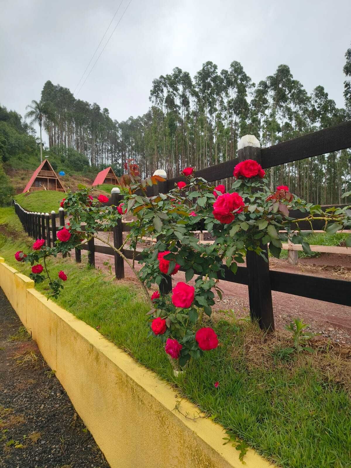 Un jardin bordé de fleurs jaunes, avec une clôture en bois et des roses rouges.