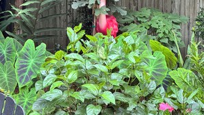 Ein Garten mit Holzpforte, verschiedenen Pflanzen und einem Vogel auf einem Ast.