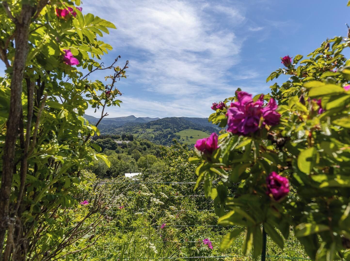 A garden with flowering plants and a fence, a distant view of a house, and a mountainous landscape under a clear sky.