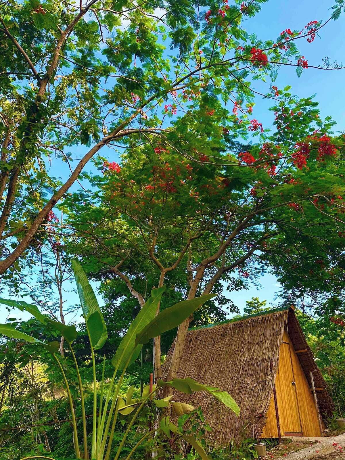 A thatched-roof hut surrounded by lush greenery and trees with red flowers.