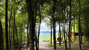 A forested area with a dirt path leading to a wooden cabin.
