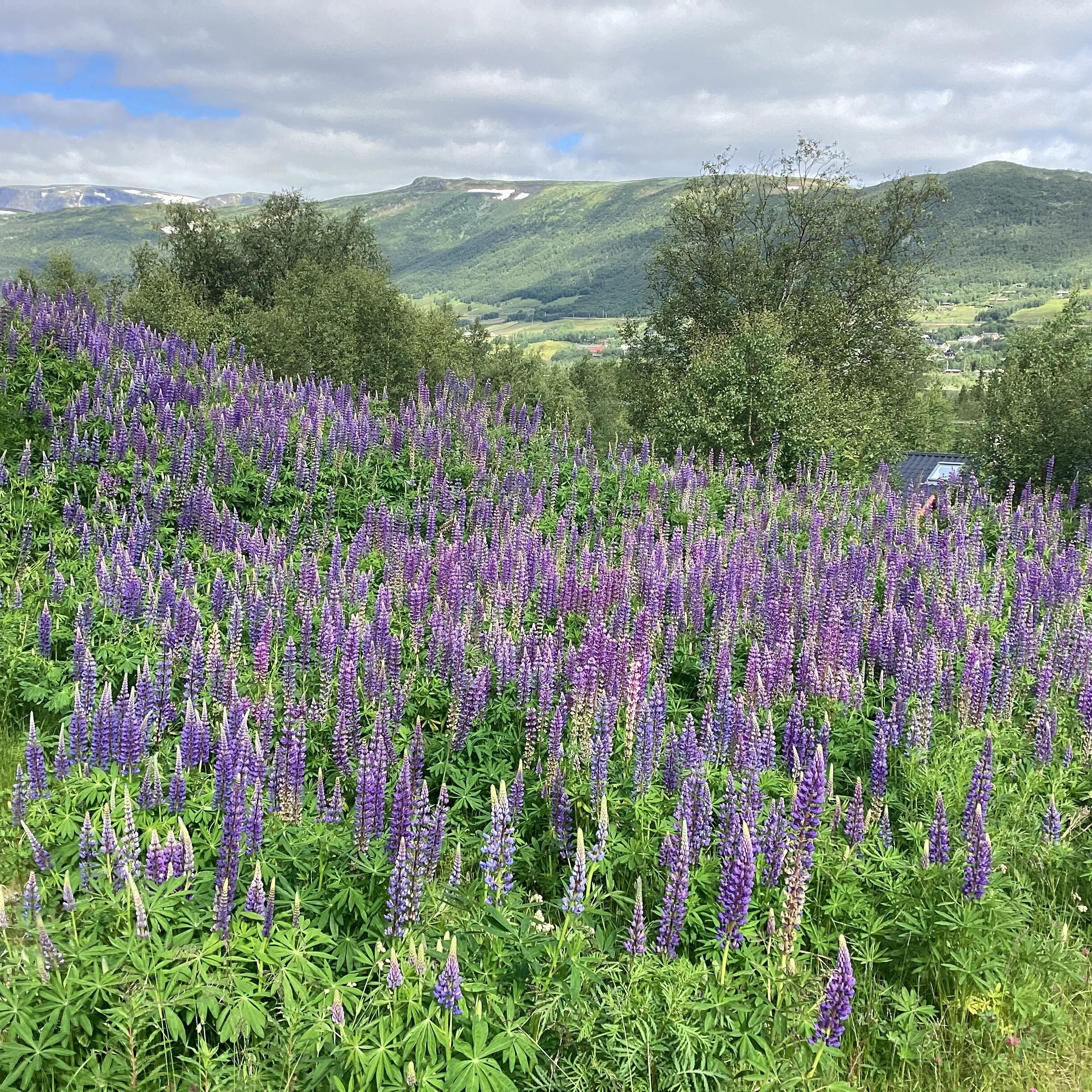 Un campo de flores púrpuras con vistas a colinas verdes y una casa a lo lejos.