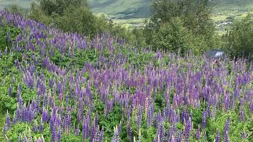 Un campo de flores púrpuras con vistas a colinas verdes y una casa a lo lejos.