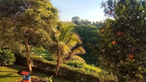 A landscaped garden with various plants and trees, a palm tree, and a small water feature. - El Amanecer Farm Hotel (Quimbaya)