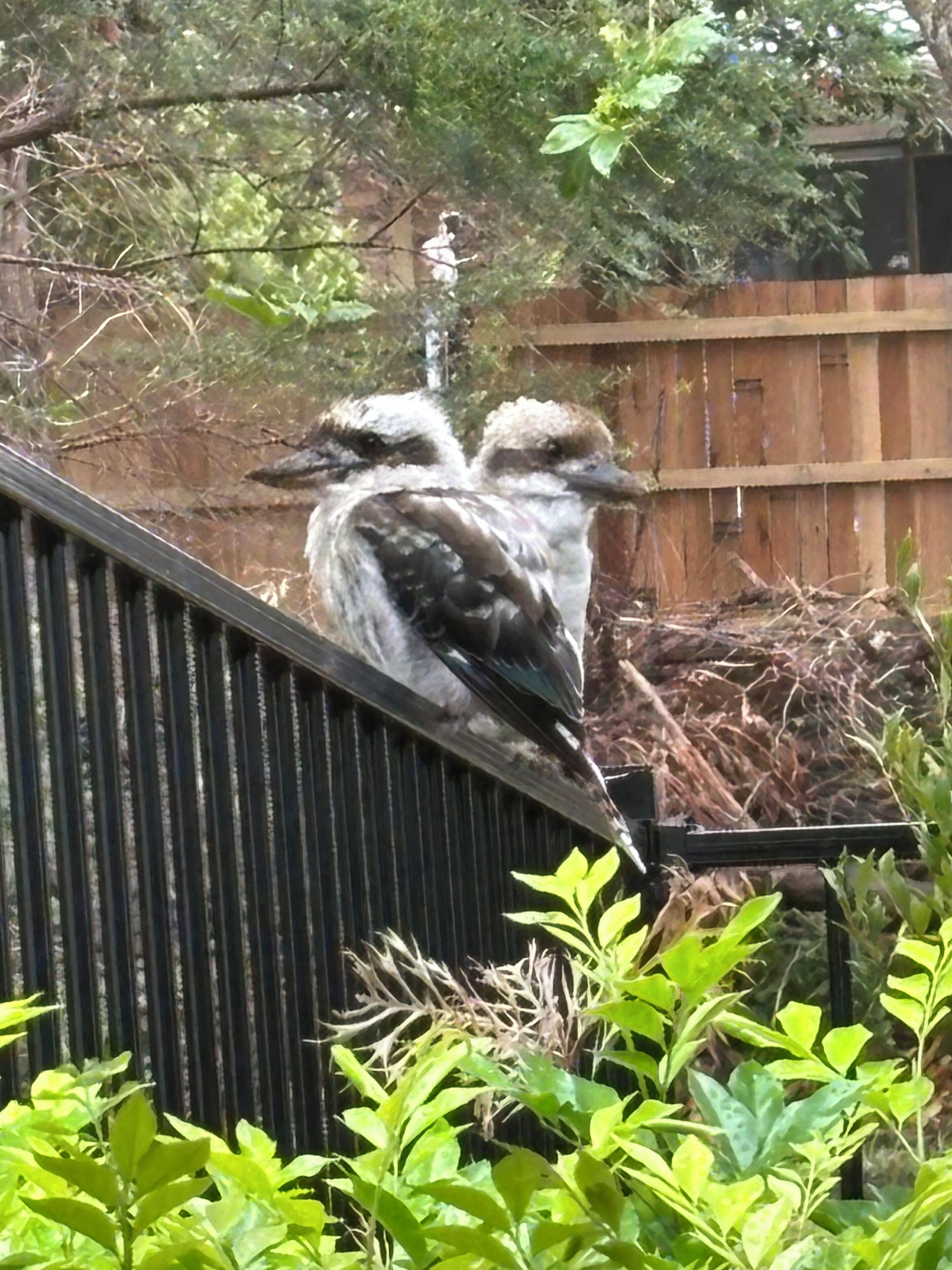 Two birds perched on a structure with a wooden fence and greenery in the background.