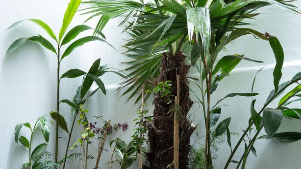 A small patio area with a table set for two, surrounded by various potted plants, including a prominent palm tree. - Casa Verdi with Terrace, 1 Bedroom, Living Room (Tanger)